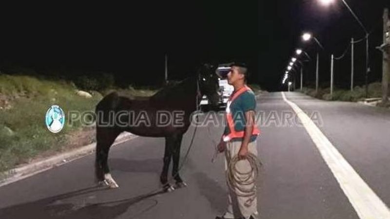 Secuestran animales sueltos