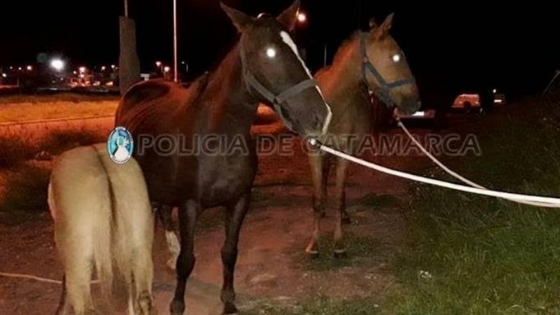 Secuestran animales sueltos