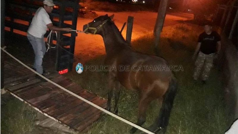 Secuestran tres animales sueltos en el norte de la Capital