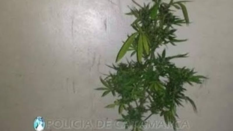 Denunció que en el patio de su casa había una planta de marihuana