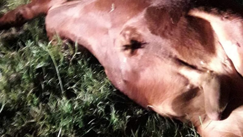 Camioneta chocó con un animal e impactó con un auto en la ruta 157