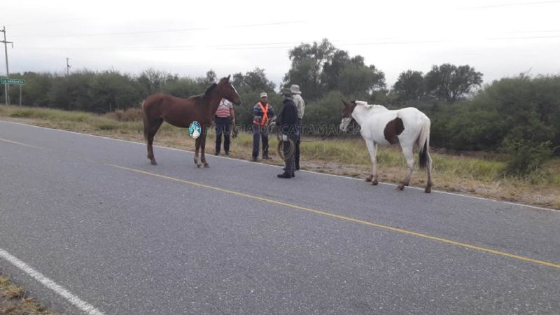 Importantes operativos de captura de animales sueltos en La Paz y Valle Viejo