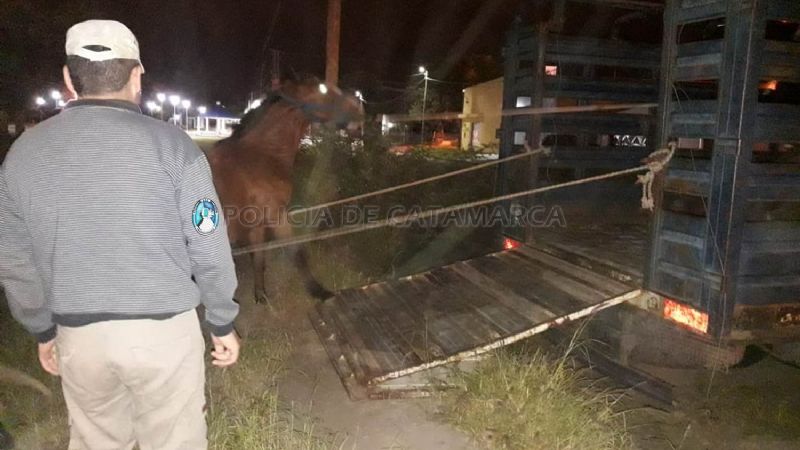 Importantes operativos de captura de animales sueltos en La Paz y Valle Viejo