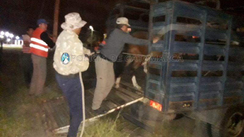 Importantes operativos de captura de animales sueltos en La Paz y Valle Viejo