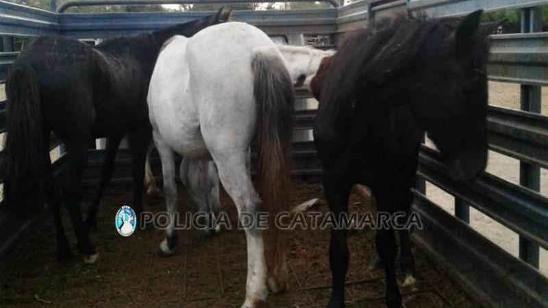 Operativos de captura de animales sueltos en Valle Viejo, FME y  Ambato