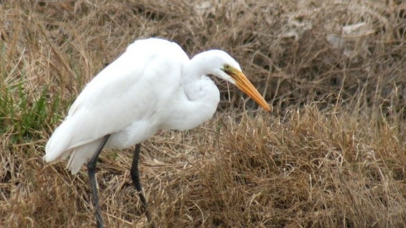 Un menor se presentó en la comisaría para entregar una garza