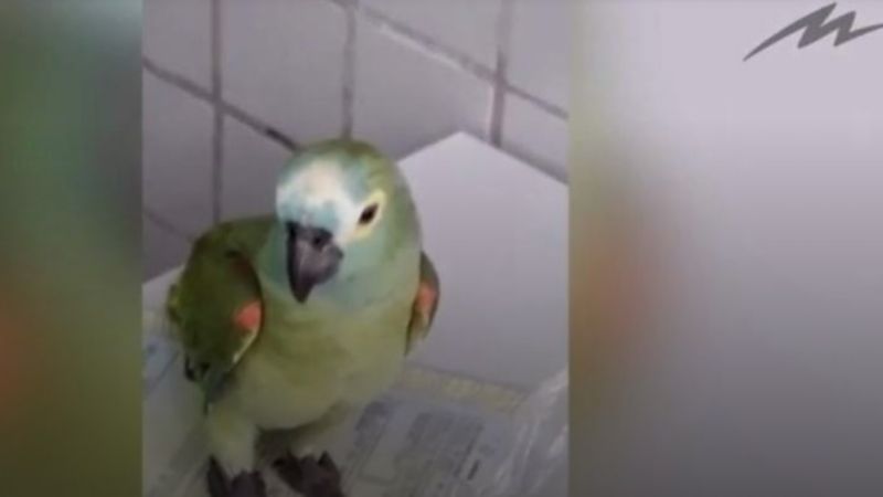 Detuvieron a un “loro narco” por avisarle a sus dueños que llegaba la policía