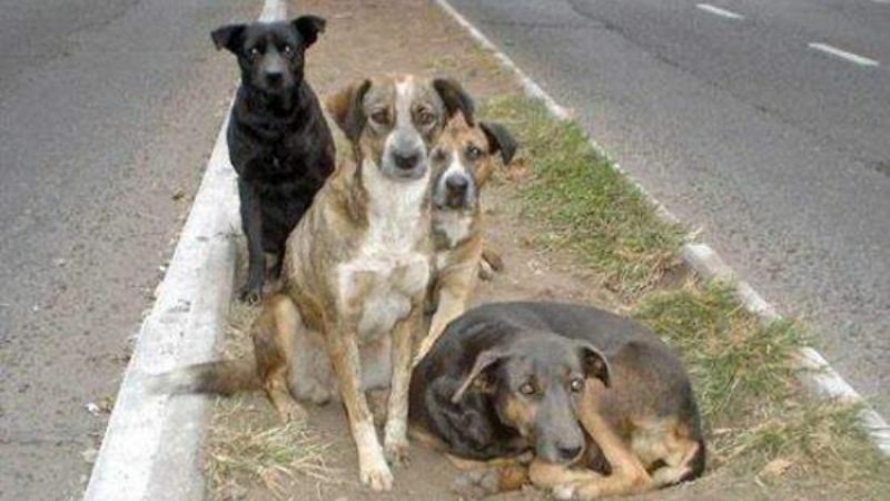 29 de abril: Día del animal en Argentina