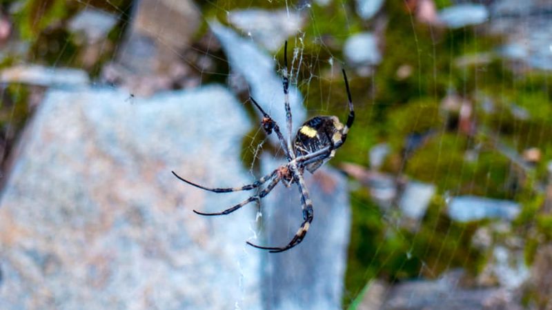Araña tigre en Catamarca