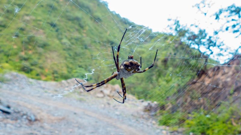 Araña tigre en Catamarca