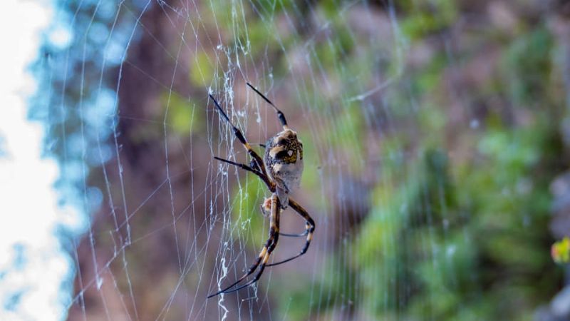 Araña tigre en Catamarca