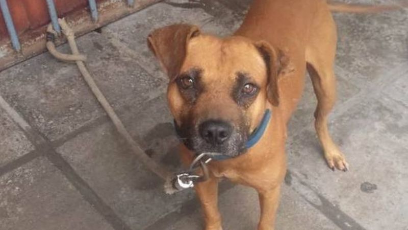 Detienen a un hombre cuando le daba una paliza a un perro