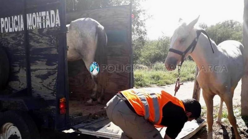 Secuestran animales sueltos en la Capital