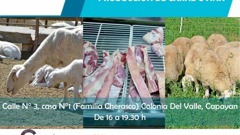 Jornada de campo: producción de carne ovina