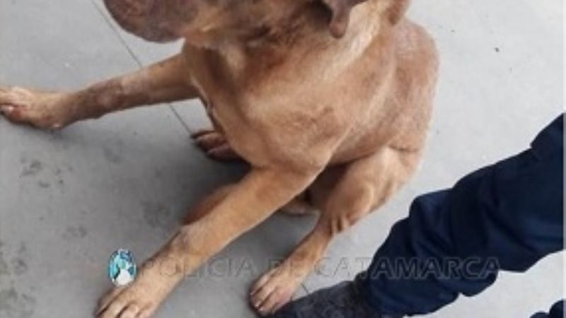 Bomberos reescatan a un perro que cayó en un pozo