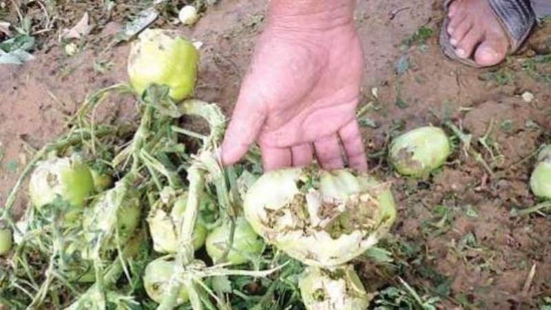 Emergencia agropecuaria para Andalgalá, Tinogasta y Pomán