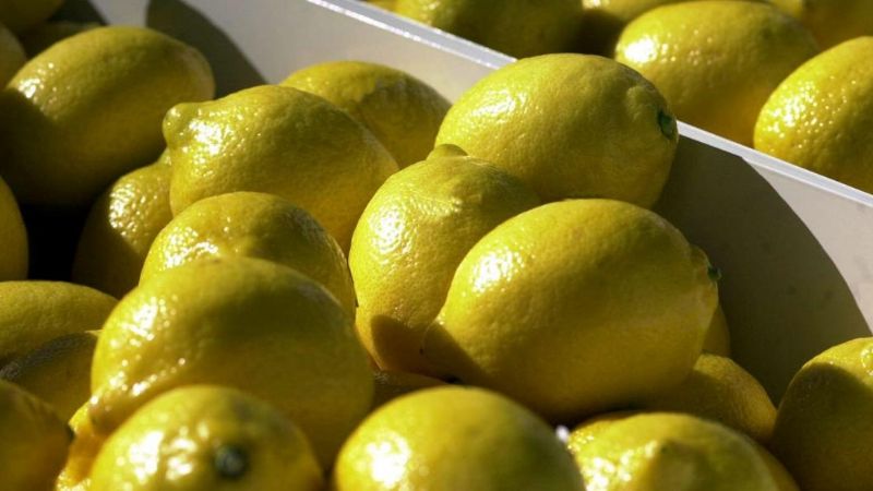 Unas 900 pallets de limones se exportan por primera vez a Estados Unidos