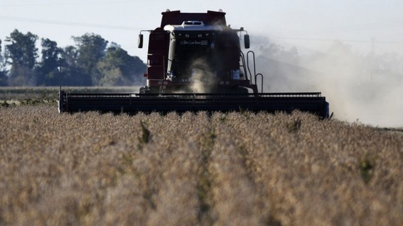 Cae el precio de  la soja y se pierden US$ 3.000 millones