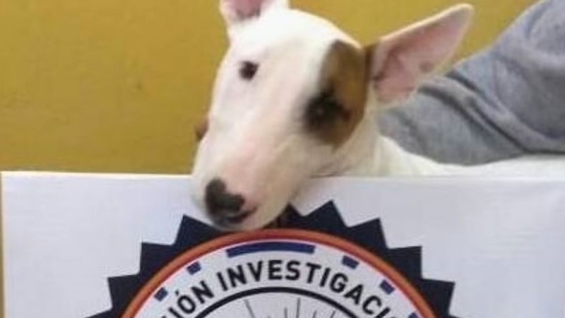 Recuperan un Bull Terrier robado