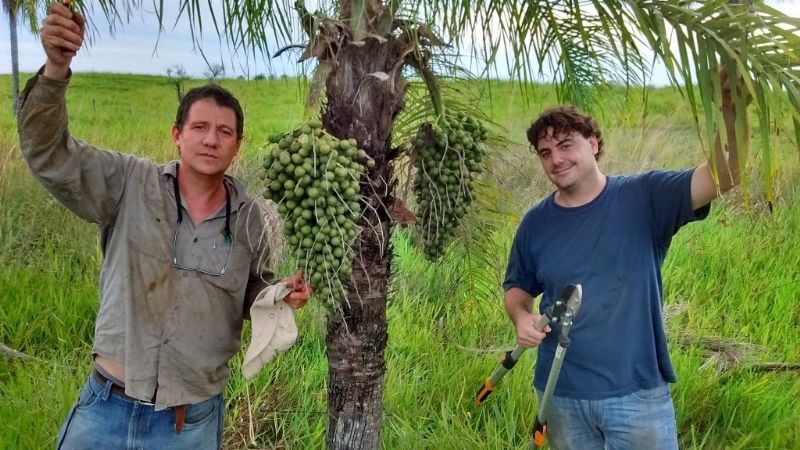 Una palmera nativa es 10 veces más productiva que la soja