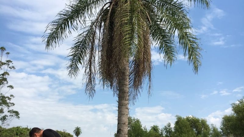 Una palmera nativa es 10 veces más productiva que la soja