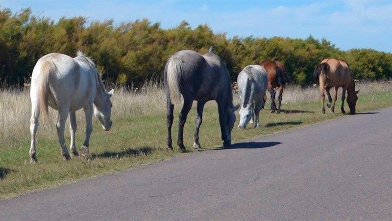 Secuestran animales sueltos en Pomán y Andalgalá