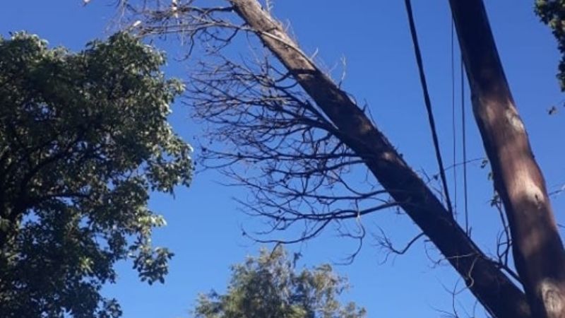 Los árboles dañan las líneas