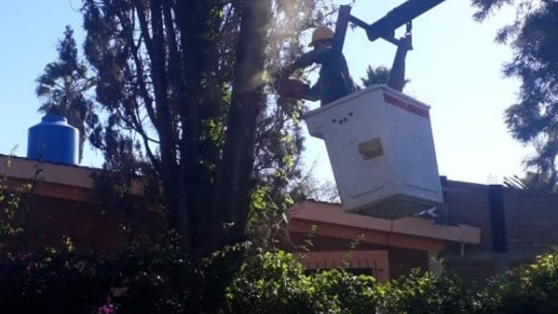 Los árboles dañan las líneas