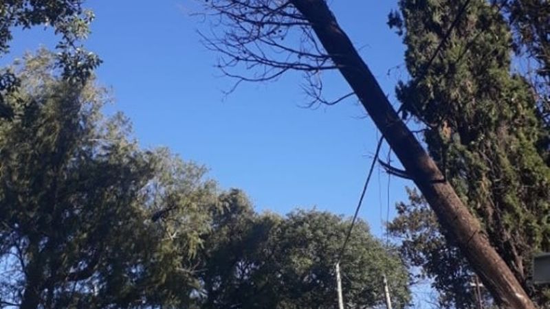 Los árboles dañan las líneas