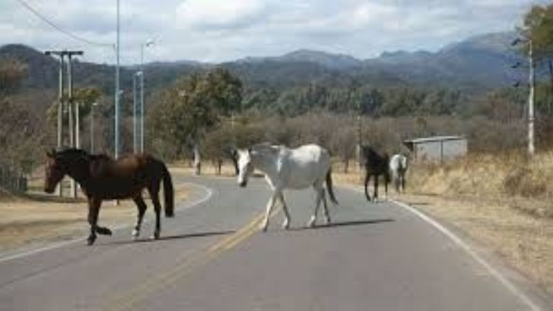 Secuestran animales sueltos en La Paz y Capayán