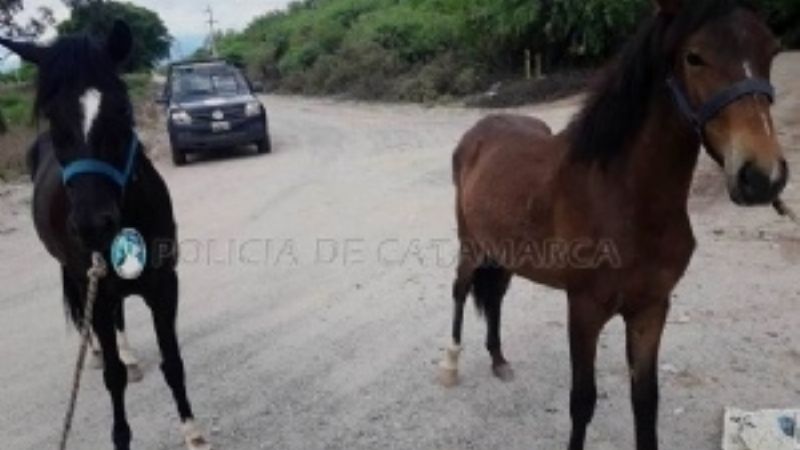 Secuestran animales sueltos en la zona sur de la Capital