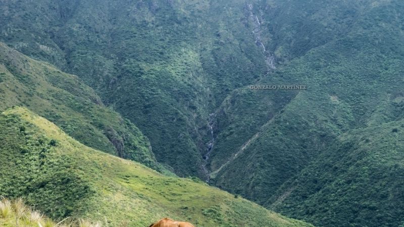 Encuentran a un adolescente que se perdió andando en caballo