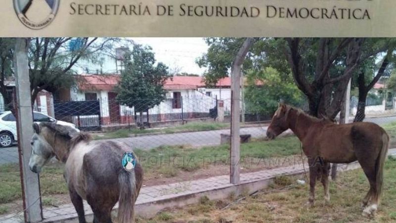 Secuestran animales sueltos en Altos de Choya