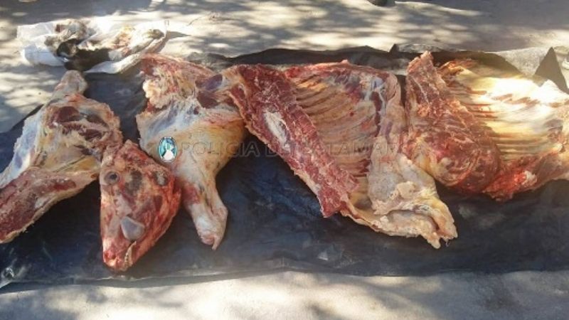 Trasladaba 150 kilos de carne en forma clandestina