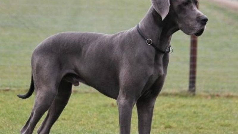 Secuestran un perro de raza Gran Danés