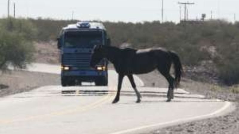 Buscan aprobar proyecto para sancionar a los propietarios de animales sueltos