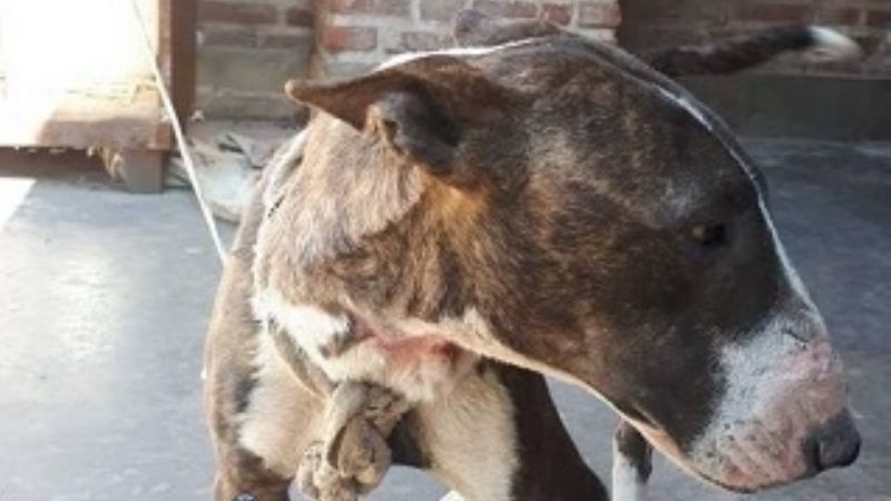 Le robaron un perro Bull Terrier y la policía lo encontró en la calle