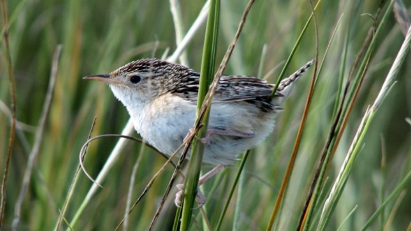 Un pajarito que pone en jaque leyes de la comunicación animal