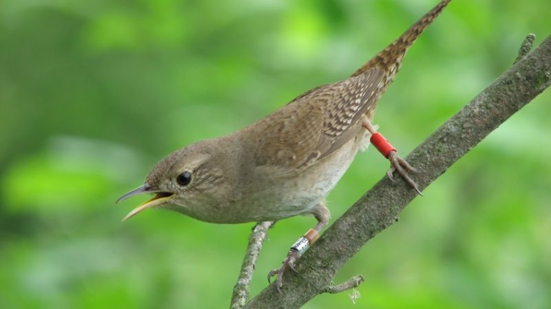 Un pajarito que pone en jaque leyes de la comunicación animal