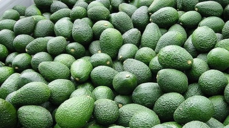 En el norte argentino, se concentra el 75% de la producción de palta
