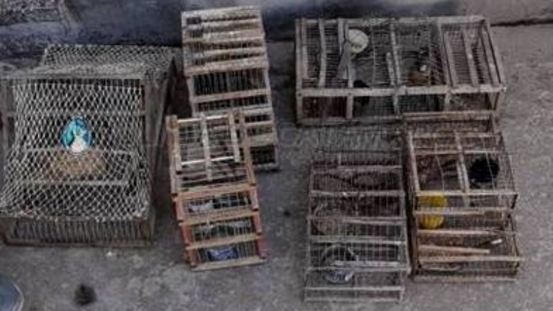 Un joven y un menor en moto llevaban 10 aves canoras