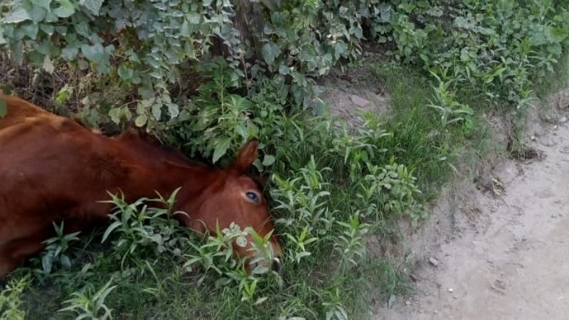 Potrillo murió en el acto al tocar una cerca electrificada