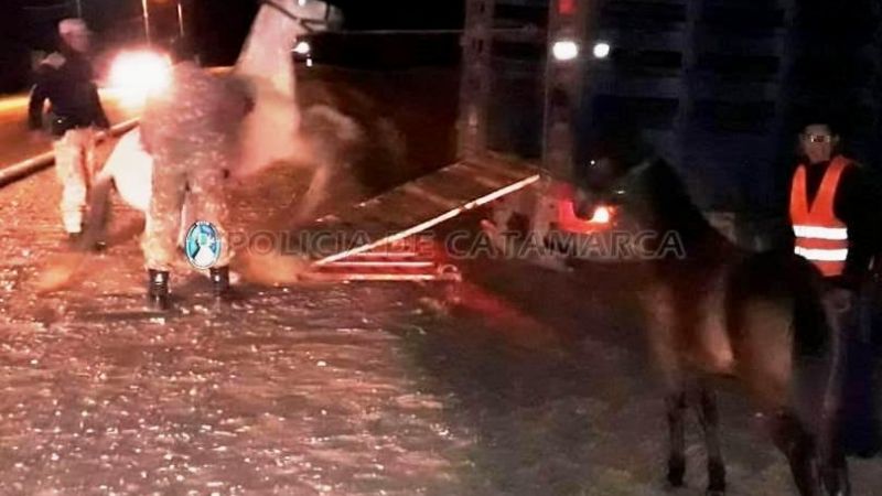 Operativo de captura de animales sueltos en Valle Viejo