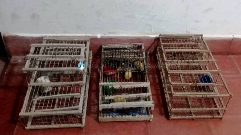 Secuestran tramperas y aves canoras en La Puerta