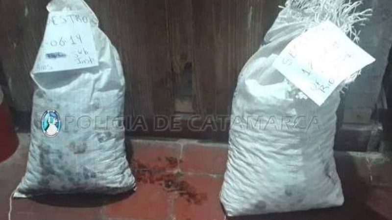 Policías sorprendieron a dos jóvenes robando bolsas de aceitunas