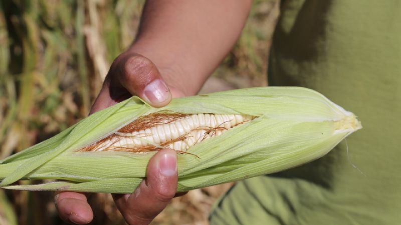Una feria que invita a descubrir el camino de la agroecología