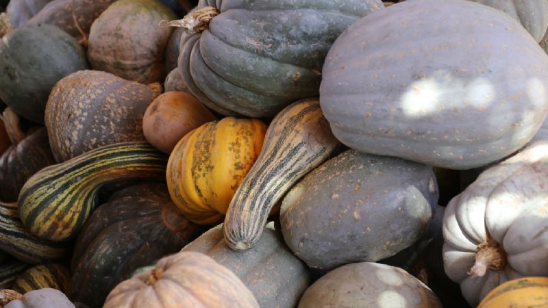 Una feria que invita a descubrir el camino de la agroecología