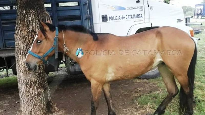 Secuestran un animal suelto en una plazoleta