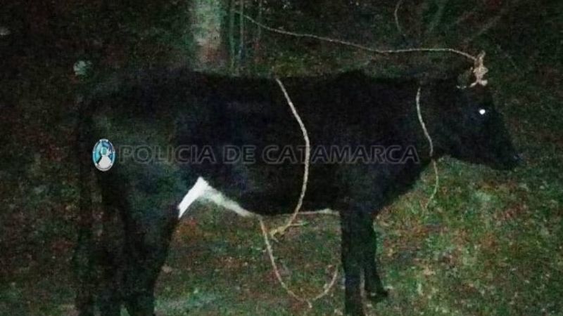 Llevaba un ternero en un utilitario