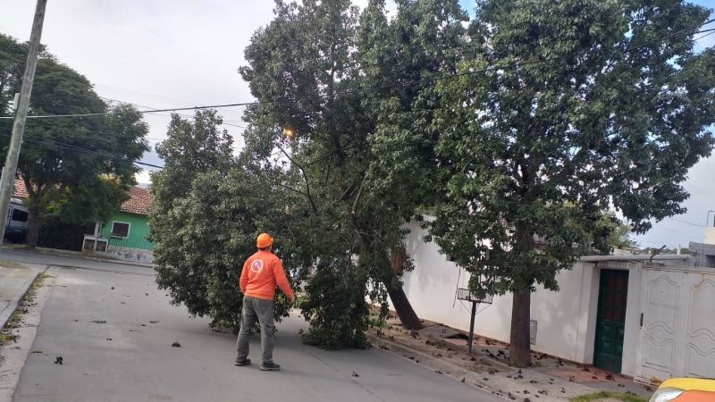 Se volaron techos y cayeron árboles por el fuerte viento